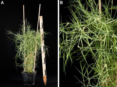 Initial Description of the Genome of Aeluropus littoralis, a Halophile Grass